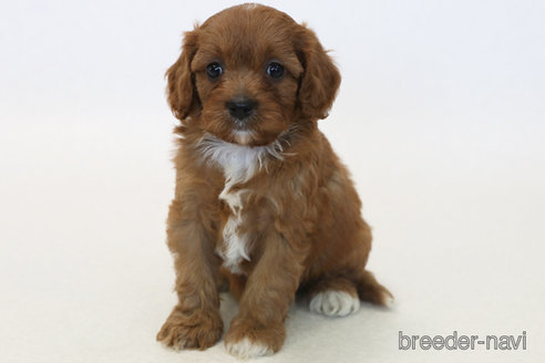 成約済の神奈川県のキャバプー:キャバリア×トイプードル-370009